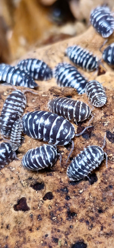Zebra isopods for sale